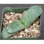 Gasteria armstrongii 4-inch pots