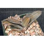 Gasteria armstrongii (variegated) 4-inch pots
