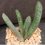 Gasteria batesiana Barberton 5-inch pots