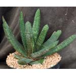 Gasteria batesiana Barberton 8-inch pots