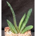 Gasteria batesiana Klipwal 4-inch pots