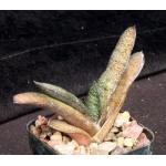 Gasteria batesiana Klipwal 3-inch pots