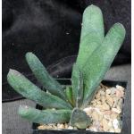 Gasteria batesiana Barberton 5-inch pots