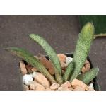 Gasteria batesiana Klipwal 2-inch pots