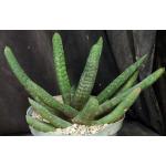 Gasteria batesiana (Mr Minaar) 8-inch pots