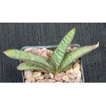 Gasteria batesiana (Mr Minaar) 3-inch pots