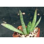 Gasteria batesiana var. dolomitica (Penge) 4-inch pots