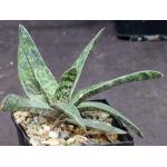 Gasteria brachyphylla var. brachyphylla (FA 848) 5-inch pots