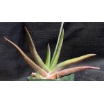 Gasteria brachyphylla x excelsa 4-inch pots