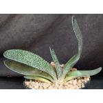 Gasteria brachyphylla var. brachyphylla 5-inch pots