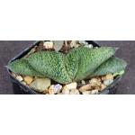 Gasteria cv Black Panther 2-inch pots