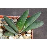 Gasteria cv Black Panther 3-inch pots