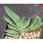 Gasteria cv Frosty 4-inch pots