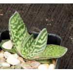 Gasteria cv Peg’s Big Boy 2-inch pots
