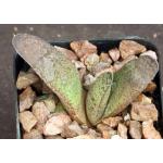 Gasteria cv Zaria 2-inch pots