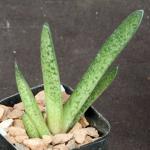 Gasteria doreeniae (Swartwaterpoort, RSA) 2-inch pots