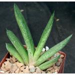 Gasteria doreeniae (Swartwaterpoort, RSA) 4-inch pots