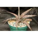 Gasteria ellaphieae (EVJ 11032) 6-inch pots