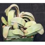 Gasteria glomerata 5-inch pots