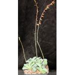 Gasteria glomerata one-gallon pots