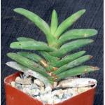 Gasteria rawlinsonii 3-inch pots