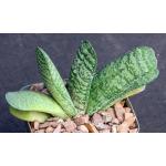 Gasteria retusa 4-inch pots