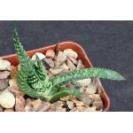 Gasteria thunbergii 4-inch pots