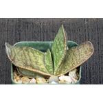 Gasteria vlokii 3-inch pots