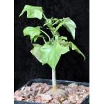 Gerrardanthus macrorrhizus 5-inch pots