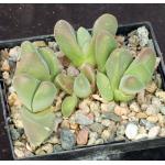 Gibbaeum dispar 5-inch pots