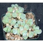 Gibbaeum dispar 4-inch pots