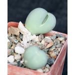 Gibbaeum heathii 3-inch pots