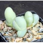 Gibbaeum heathii 4-inch pots