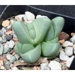 Gibbaeum petrense 2-inch pots