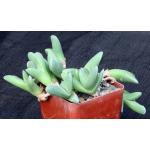Gibbaeum velutinum 4-inch pots