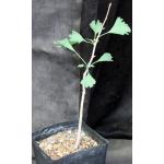 Ginko biloba one-gallon pots