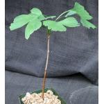 Ginko biloba 4-inch pots