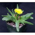 Glottiphyllum carnosum 5-inch pots Glottiphyllum carnosum 5-inch pots