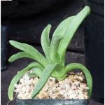 Glottiphyllum cruciatum 5-inch pots