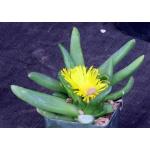 Glottiphyllum fergusoniae 4-inch pots