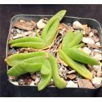 Glottiphyllum depressum 5-inch pots