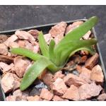 Glottiphyllum nelii (pygmaeum) 3-inch pots