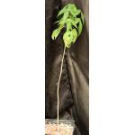 Gossypium thurberi one-gallon pots