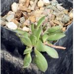 Grahamia coahuilensis 3-inch pots