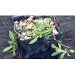 Grahamia coahuilensis 4-inch pots