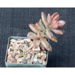 Graptopetalum paraguayense 3-inch pots