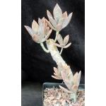 Graptoveria cv Fred Ives one-gallon pots