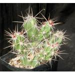 Grusonia invicta one-gallon pots