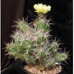 Grusonia invicta 2-gallon pots