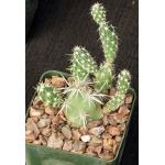 Grusonia clavata 3-inch pots